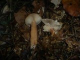 Lactarius subdulcis image