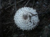 Leucoagaricus nympharum image