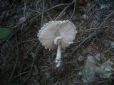 Leucoagaricus nympharum image