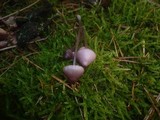 Mycena purpureofusca image