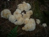 Postia ptychogaster image