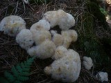 Postia ptychogaster image