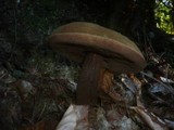 Tylopilus porphyrosporus image