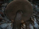 Tylopilus porphyrosporus image