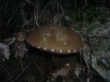 Tylopilus porphyrosporus image