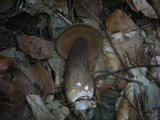 Tylopilus porphyrosporus image