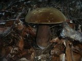 Tylopilus porphyrosporus image