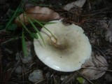 Russula aeruginea image