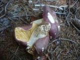 Russula curtipes image