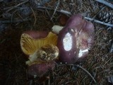 Russula curtipes image