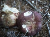 Russula curtipes image