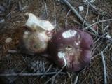 Russula curtipes image