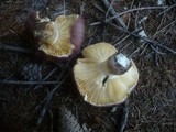 Russula curtipes image