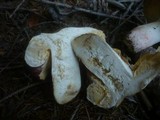 Russula curtipes image