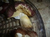 Russula curtipes image