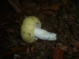 Russula violeipes image