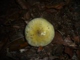 Russula violeipes image