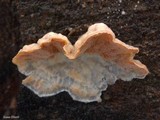 Merulius tremellosus image