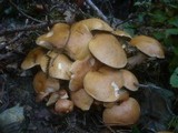 Suillus bovinus image