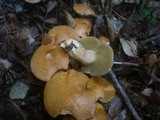 Suillus bovinus image