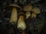 Suillus variegatus image