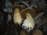 Suillus variegatus image