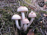 Hebeloma sarcophyllum image