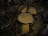 Suillus variegatus image