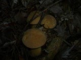 Suillus variegatus image