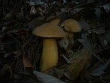 Suillus variegatus image