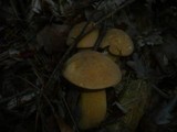 Suillus variegatus image