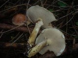 Suillus viscidus var. brunneus image