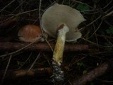 Suillus viscidus image