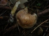 Suillus viscidus image