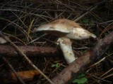 Suillus viscidus image