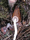 Hebeloma sarcophyllum image