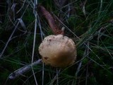 Tricholoma psammopus image