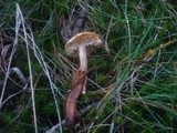 Tricholoma psammopus image