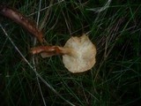 Tricholoma psammopus image