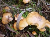 Suillus bovinus image