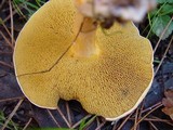 Suillus bovinus image