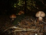 Tricholoma pseudonictitans image