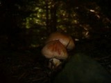 Tricholoma pseudonictitans image