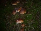 Tricholoma pseudonictitans image