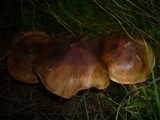 Tricholoma pseudonictitans image
