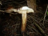 Tricholoma pseudonictitans image