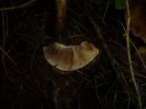 Tricholoma pseudonictitans image