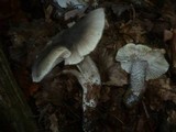 Tricholoma saponaceum image