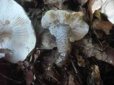 Tricholoma saponaceum image