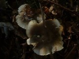 Tricholoma saponaceum image